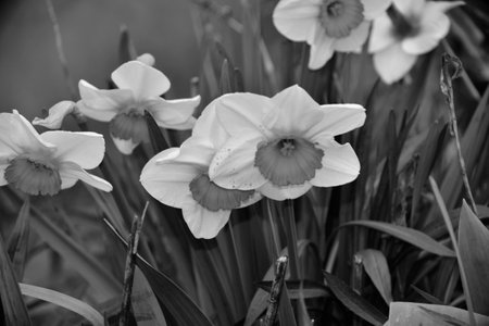 macro black and white photo of daffodil close upの写真素材