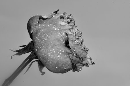 rose very nice flower in black and whiteの写真素材