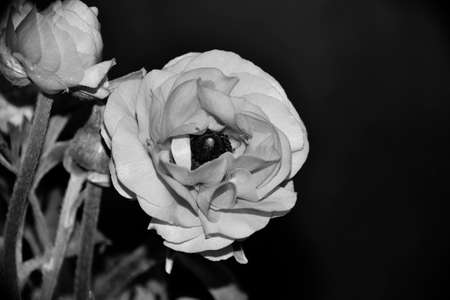 rose very pretty black and white flower close upの写真素材