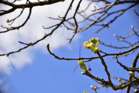 tree shoot in the spring in my garden close upの写真素材