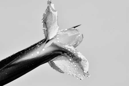 water drops on the flower close upの写真素材