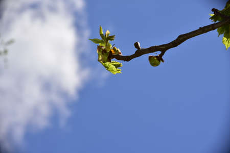flowering tree close up in my gardenの写真素材
