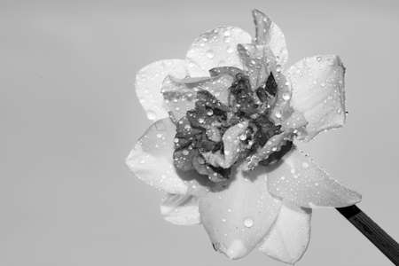 water drops on the flower close upの写真素材