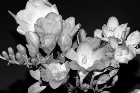 macro photo of freesia in  black and whiteの写真素材