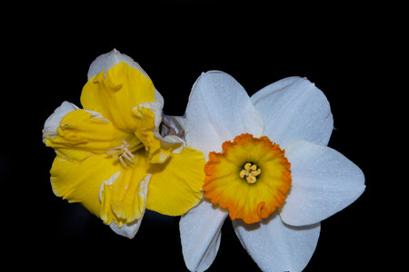 macro photo of colorful daffodil flower close upの写真素材