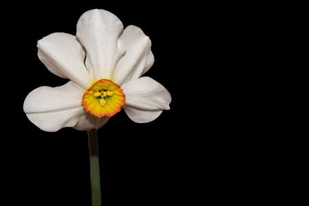 macro photo of colorful daffodil flower close upの写真素材