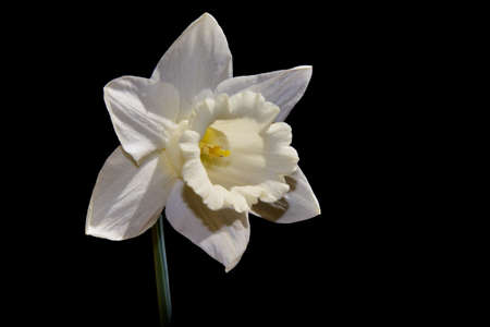 daffodil very pretty colorful spring garden flower close up