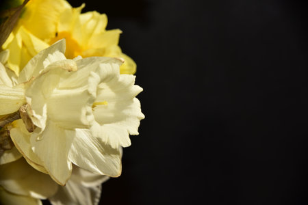 daffodil very pretty colorful spring garden flower close upの写真素材