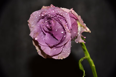water drops on the colorful rose flower close upの写真素材