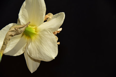 daffodil very pretty colorful spring garden flower close upの写真素材