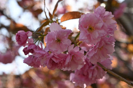 japanese cherry very pretty colorful tree blossoms close up in my garden
