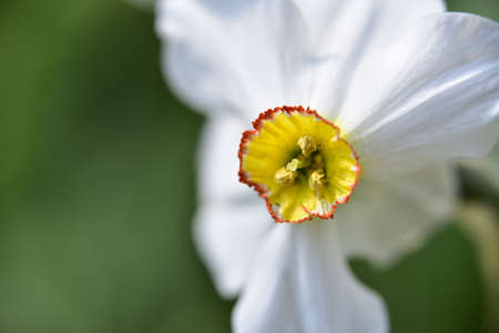 macro photo of colorful garden flower close up
