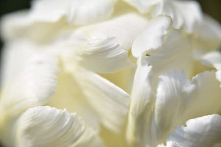 tulip flower very nice white spring garden flower close upの写真素材
