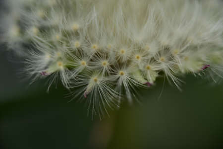 macro photo of dry dandelion very nice blossom