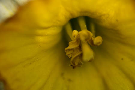 macro photo of colorful garden flower close up