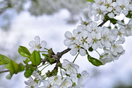 fruit tree in my garden close up in thesunshineの写真素材