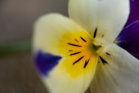 pancy very pretty colorful spring garden flower close upの写真素材