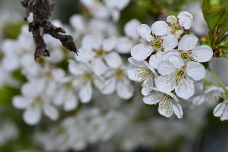 fruit tree flowering blossoms close up