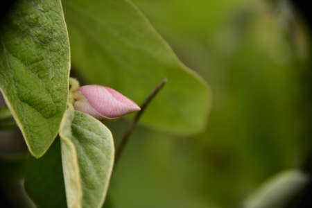 bud colorful flower close up in my garden