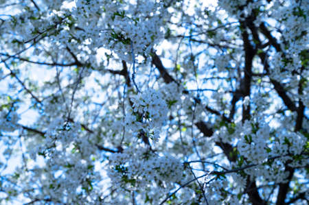 flowering fruit tree in the sunshine in my gardenの写真素材