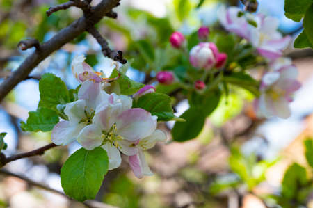 apple tree flowering very nice colorful tree blossoms