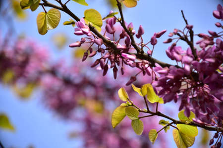 purple acacia tree close up in my garden in the sunshine