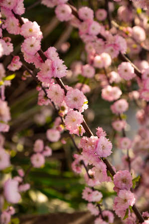 flowering colorful tree blossom close up