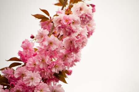 japanese cherry very nice colorful tree blossoms