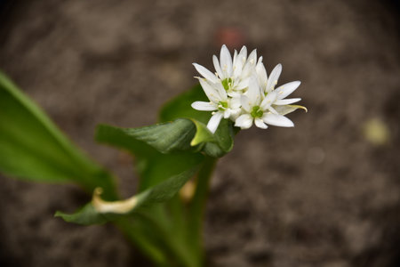 macro photo of little colorful flower close up