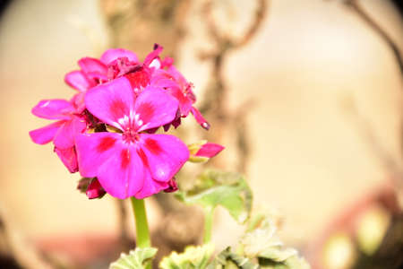 geranium very nice colorful flower in the sunshine
