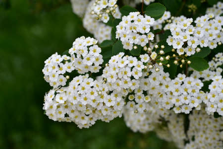 flowering bush  in my garden close up in the sunshine