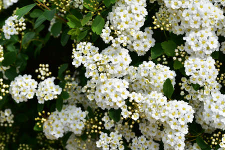 flowering bush  in my garden close up in the sunshine