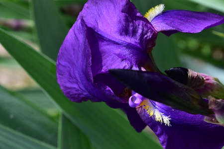 macro photo of colorful iris flower in the sunshine