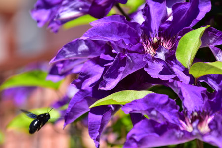 macro photo of colorful clematis close up in the sunshineの写真素材