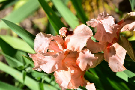 macro photo of colorful iris flower close up in my gardenの写真素材