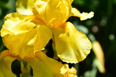 iris yellow garden flower in the sunshine close up