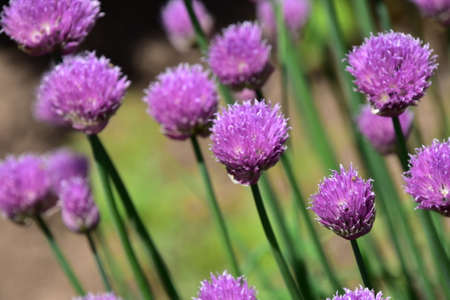 onion flower very nice colorful blossom close up in my garden