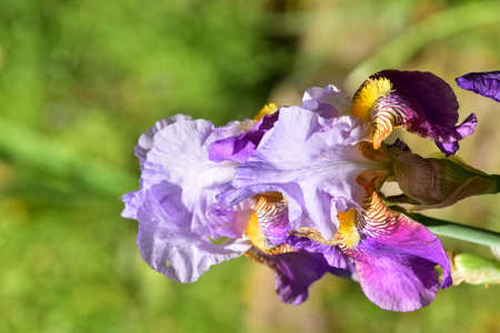 iris colorful spring garden flower close up in the sunshine