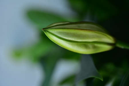 bud flower very pretty colorful blossoms close up in my gardenの写真素材