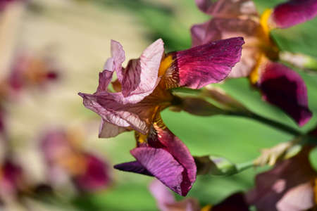 iris colorful garden spring flower close up in the sunshine