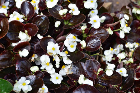 begonia very nice colorful little garden flower close upの写真素材