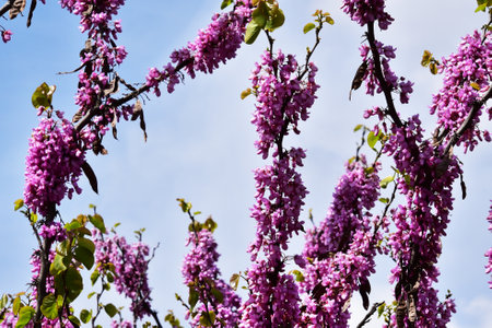 macro photo of colorful acacia tree blossoms close up