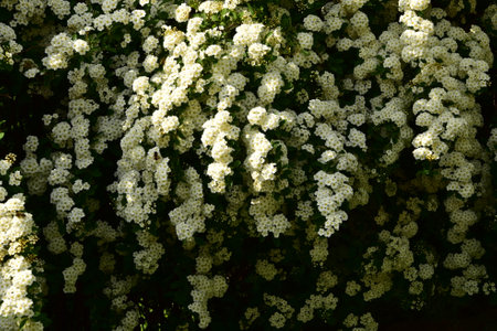 flowering very nice white blossom close up in the sunshine