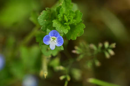 colorful flower in my garden close upの写真素材