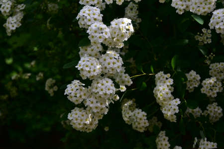 flowering white bush in the sunshine close up in my garden