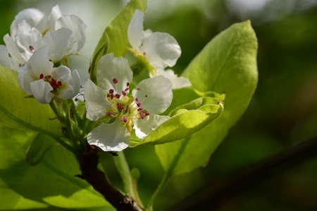 macro photo of tree blossoms very nice close up in my garden