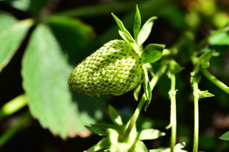 green fruit in my garden in the sunshineの写真素材