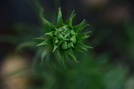 bud flower very nice colorful blossom close upの写真素材