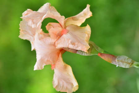 iris very nice colorful flower close up in my gardenの写真素材
