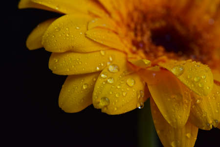 water drops on the colorful gerber daisy flower close upの写真素材